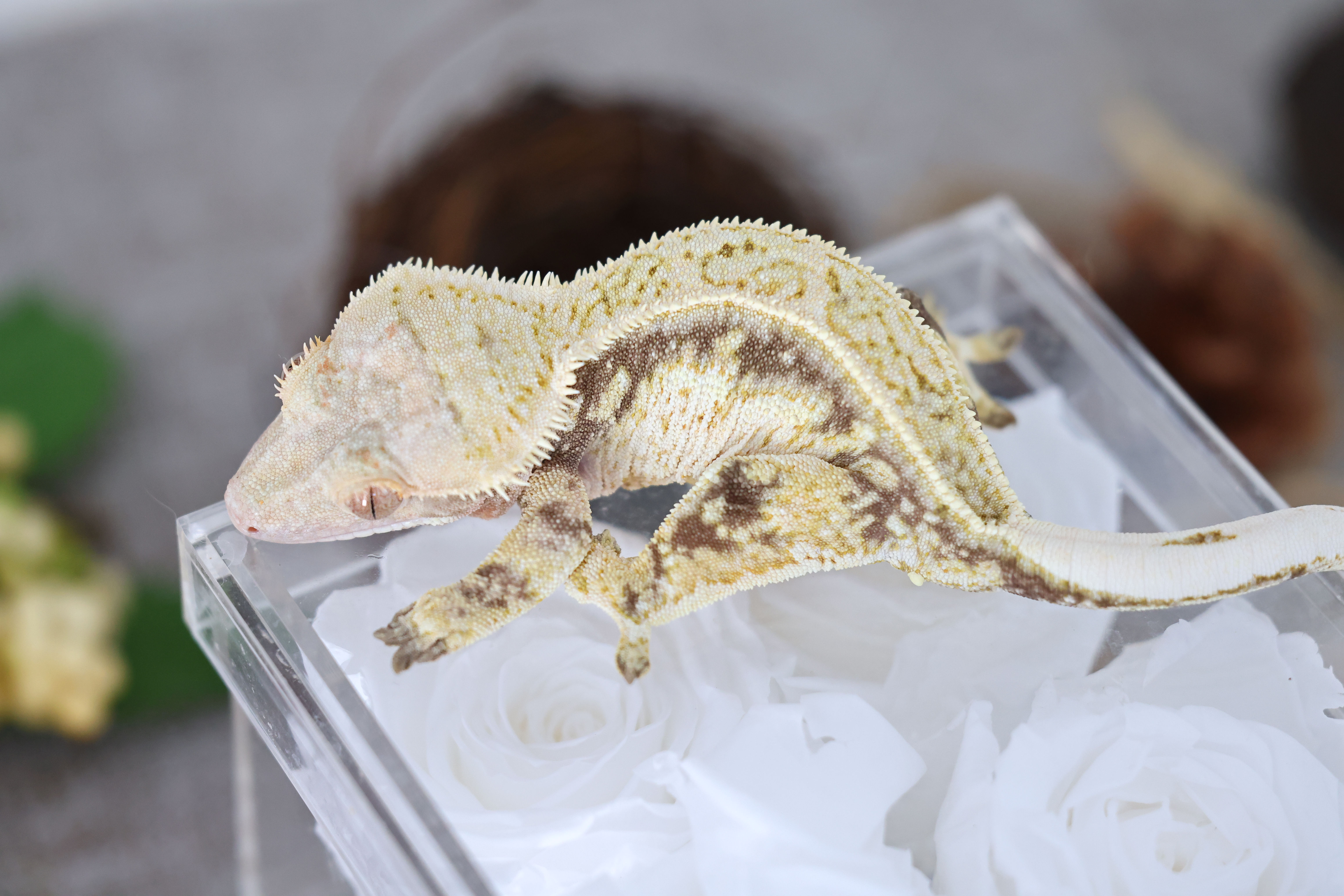 RTB Female - Chestnut X XL