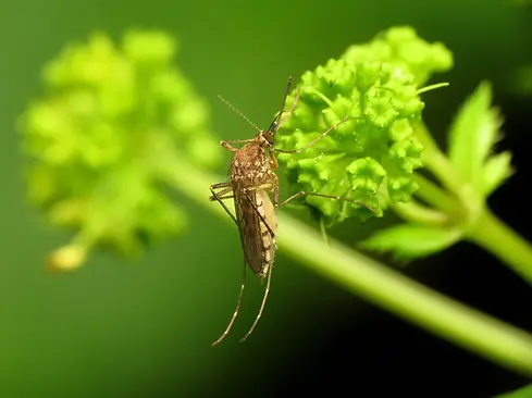 Aedes vexan image.webp