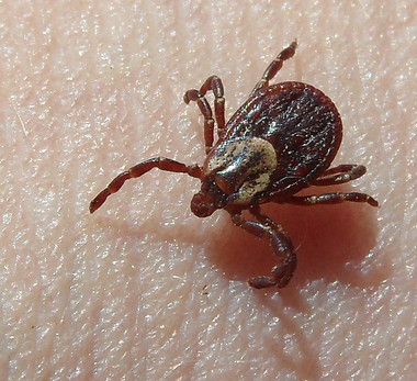 American dog tick image1.jpg