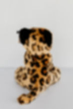 Thumbnail: Martin the Leopard proudly sponsored by Aventure Chasse Pêche