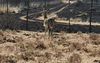 A Water buck standing looking at the charred land