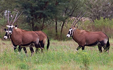 Buffalo