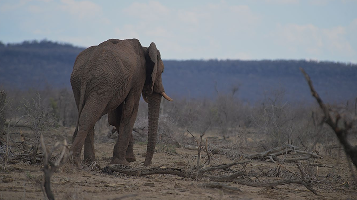 The True Green Alliance (TGA) is gravely concerned about reports of widespread ecological degradation and the devastating loss of wildlife, particularly elephants, in the Madikwe Game Reserve, North West Province
