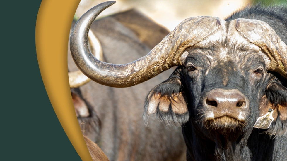 Buffalo Owners Association of South Africa
