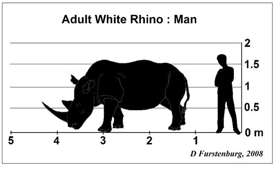 Adult white rhino