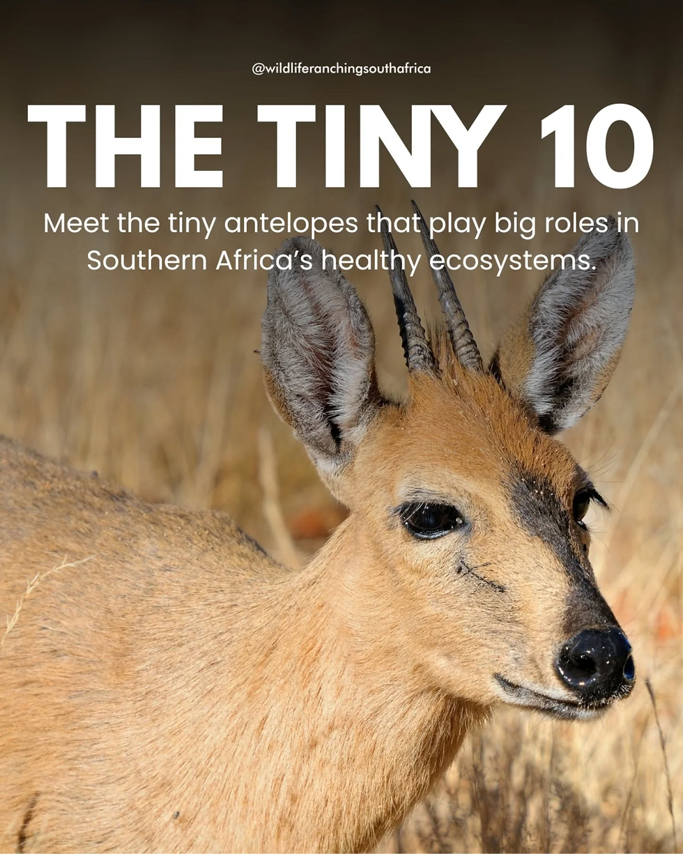 The Tiny 10: South Africa’s most elusive antelopes - biology, hunting challenge and rural economic benefits