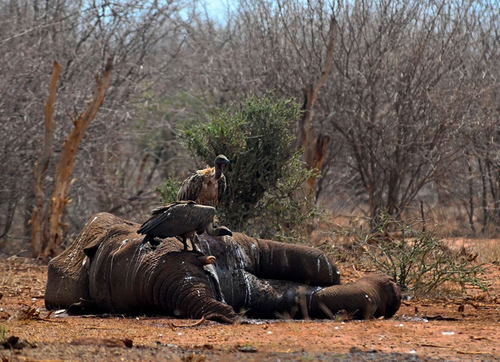 Starvation and Death of Elephants in Madikwe Game Reserve Expose Ecological Crisis