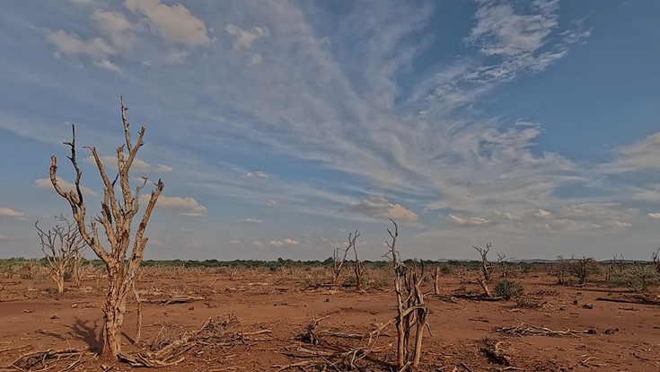 The True Green Alliance (TGA) is gravely concerned about reports of widespread ecological degradation and the devastating loss of wildlife, particularly elephants, in the Madikwe Game Reserve, North West Province