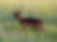 Buffalo