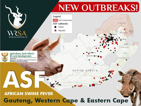 African Swine Fever