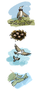 whimsical bird digital illustration