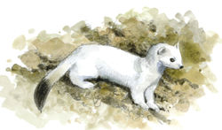 "Ermine"