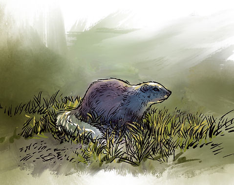 Ground Squirrel_edited.jpg