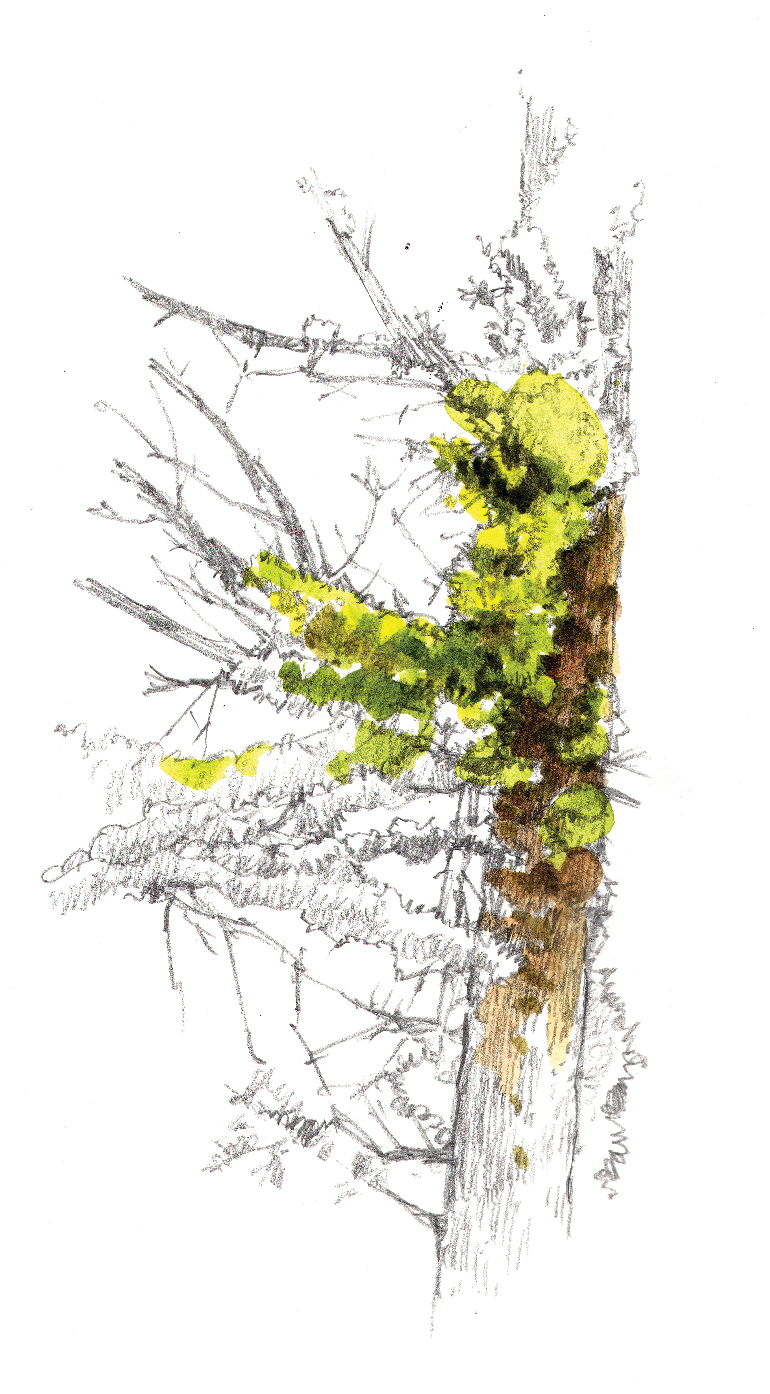 "Whitebark Pine Lichen"