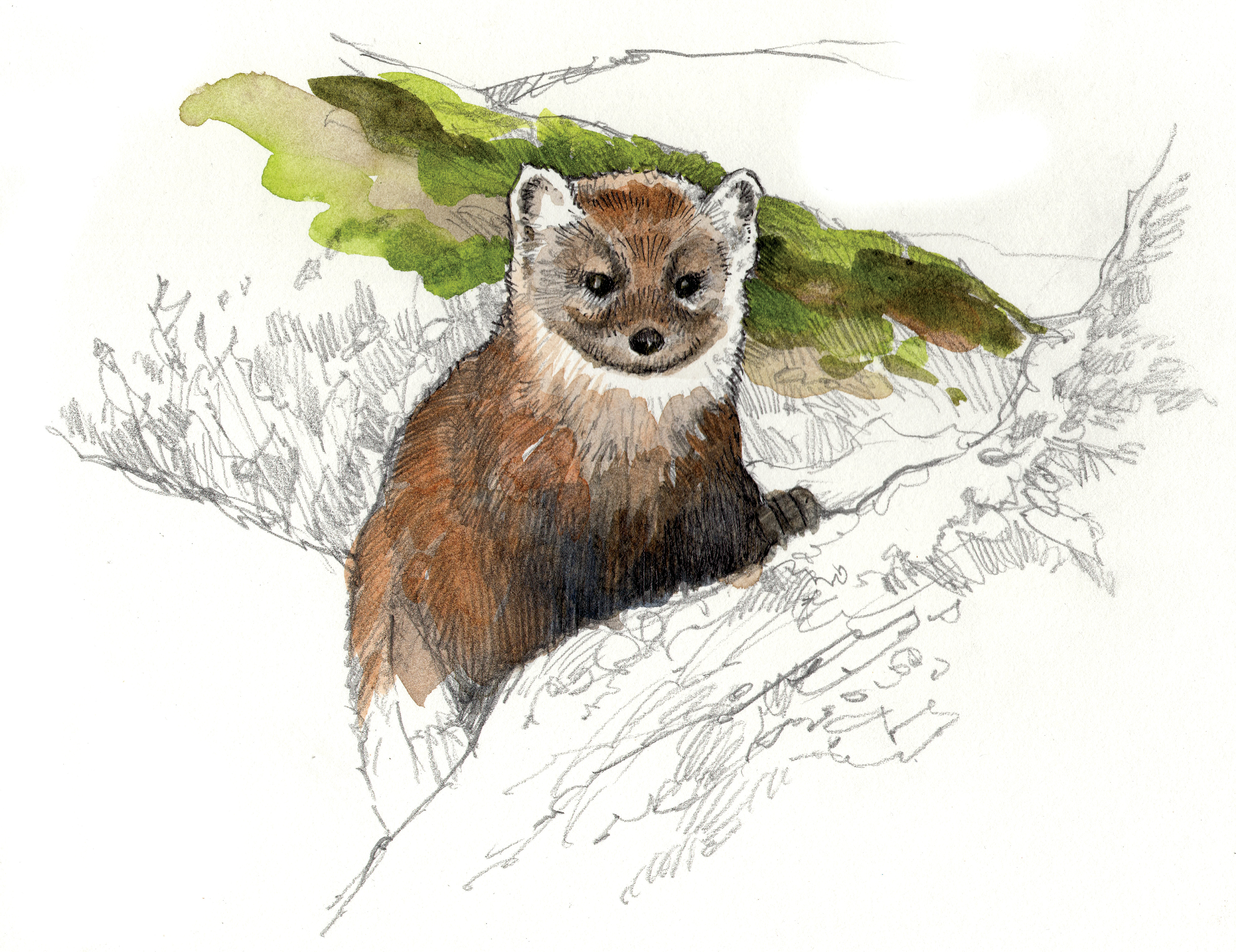 "Pine Marten"