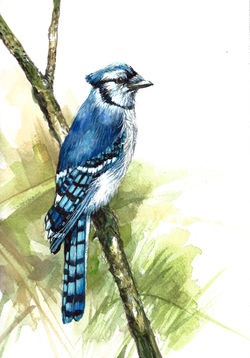 "Blue Jay No. 2"