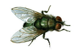 "Bird Blowfly"