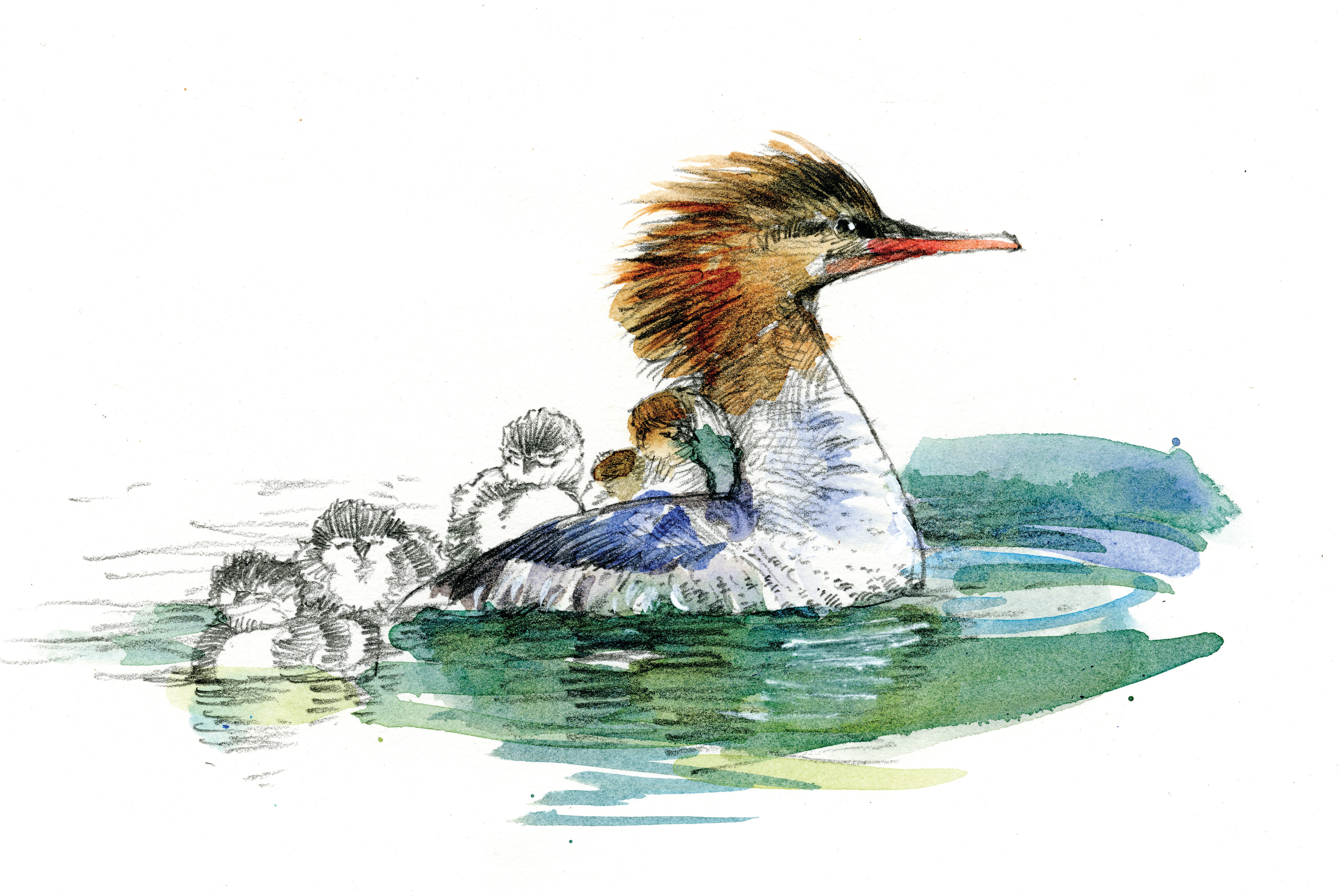 "Merganser"