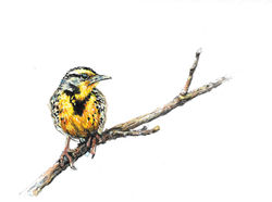 "Western Meadowlark"