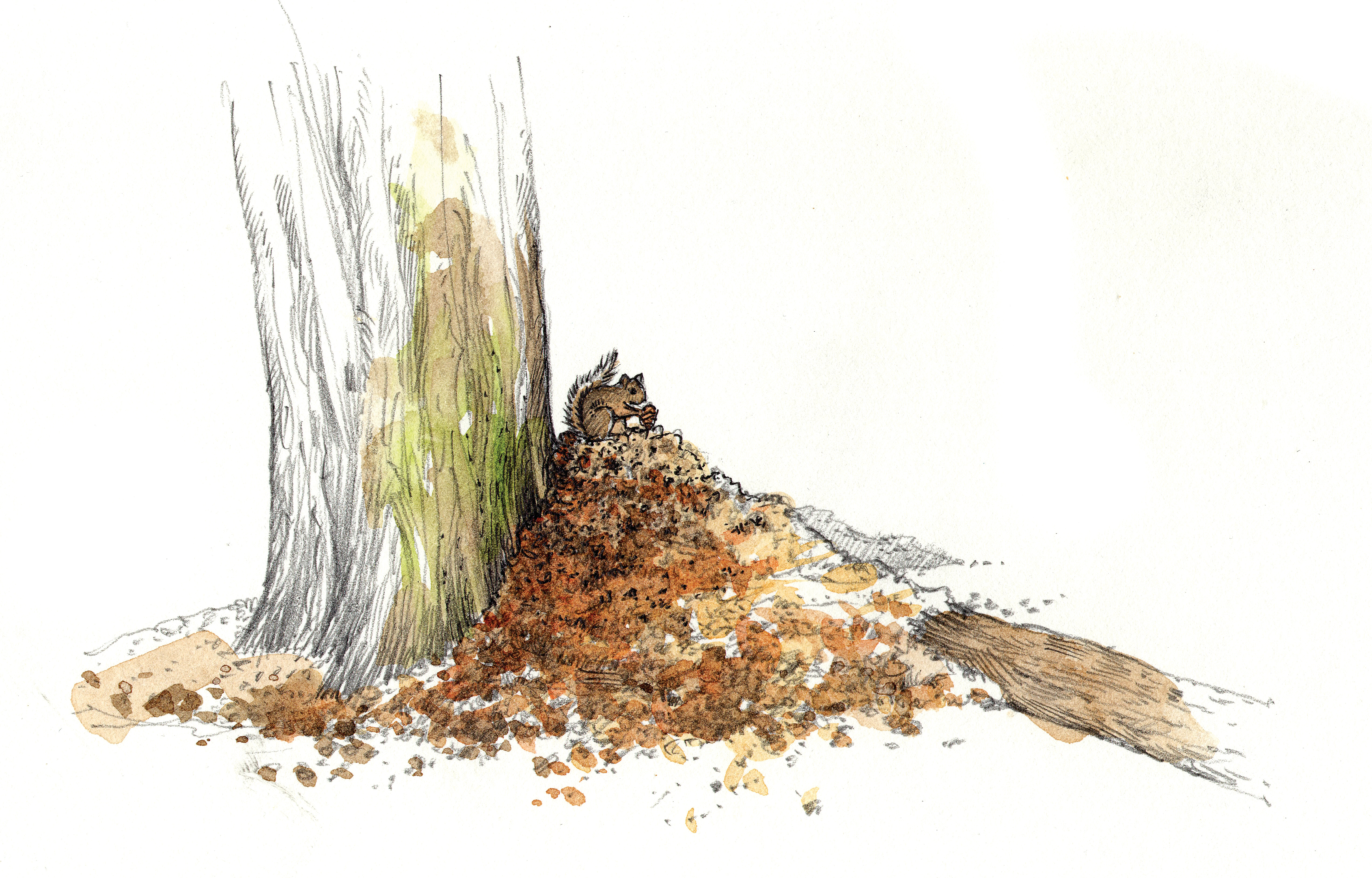 "Squirrel Midden"