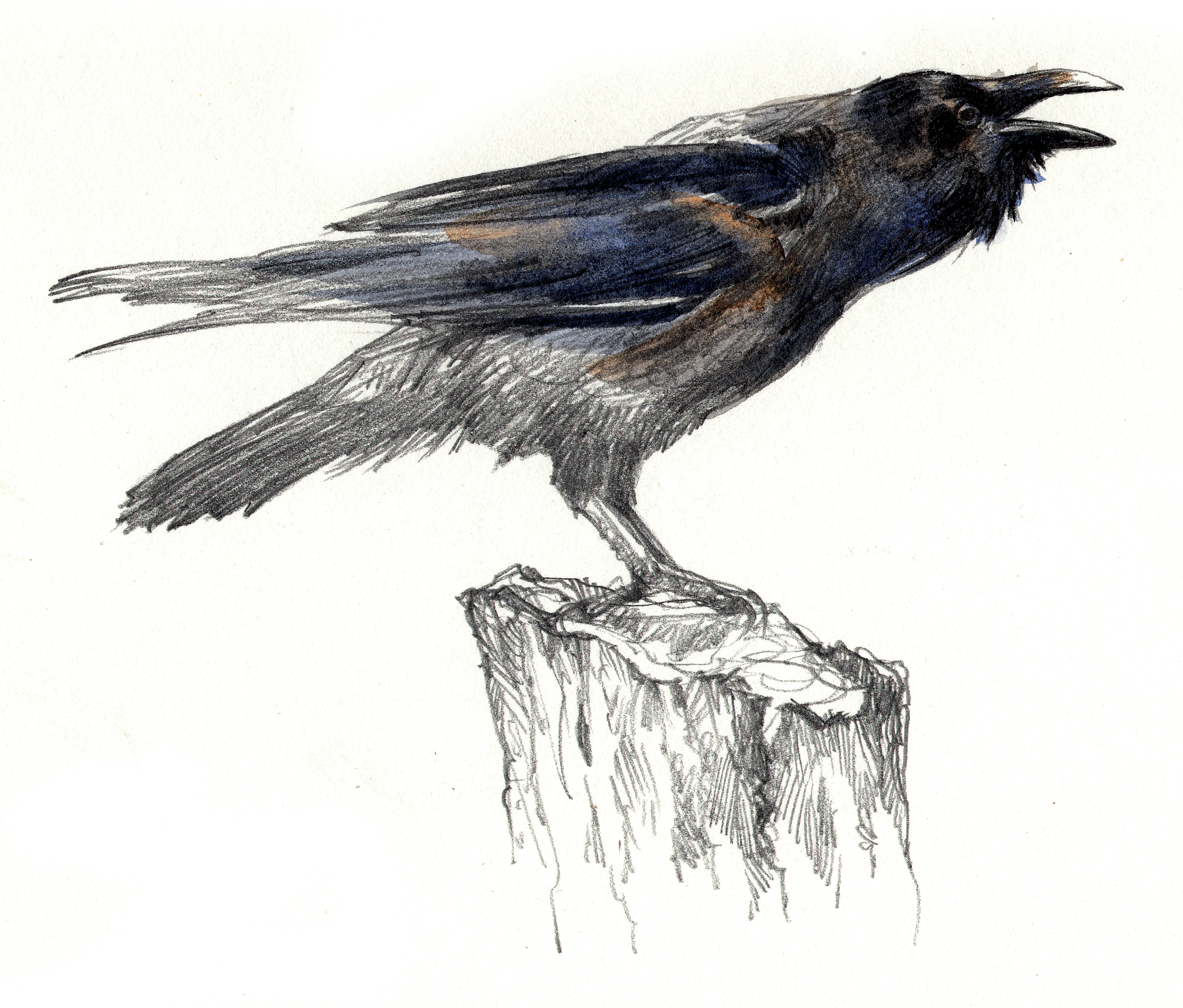 "Raven"