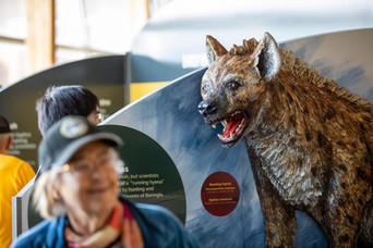 Bas relief sculpture, Interpretive Design for Yukon Beringia Interpretive Centre