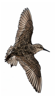 bird digital illustration