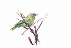 "Ruby Crowned Kinglet"