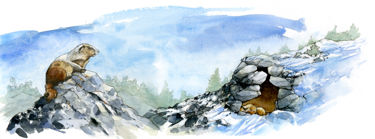 "Marmots"