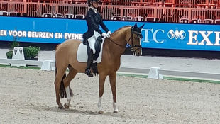 Belgische ponyruiters sterk van start in Leeuwarden!