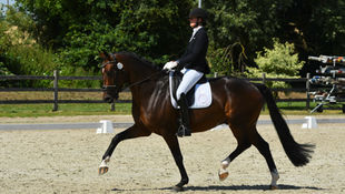 Voorstelling Belgische delegatie voor WK Jonge Paarden: Ulandro van de Kempenhoeve, een rijzende ster met een gouden afstamming.
