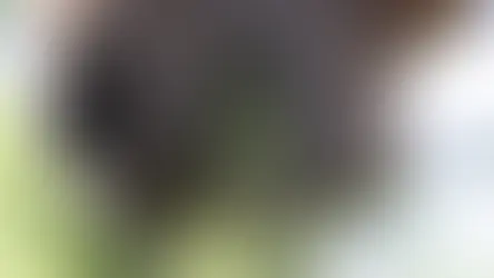 De paardensector: een economische kracht met uitdagingen.