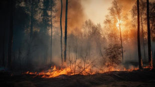Bosbrand in Fontainebleau treft hart van de Franse paardensport: 150 paarden geëvacueerd uit Le Grand Parquet.
