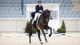 Lichte tour paard Vicomte de Reyves van Jorinde Verwimp verkocht naar Polen