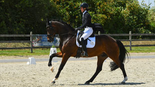 Voorstelling Belgische delegatie voor WK Jonge Paarden: Talentino VD, een elegante blikvanger met grootse verwachtingen.