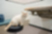 VetVision_Final-32.jpg