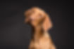 dog-3277416.jpg