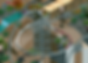 RCC42_AuraSpecs
