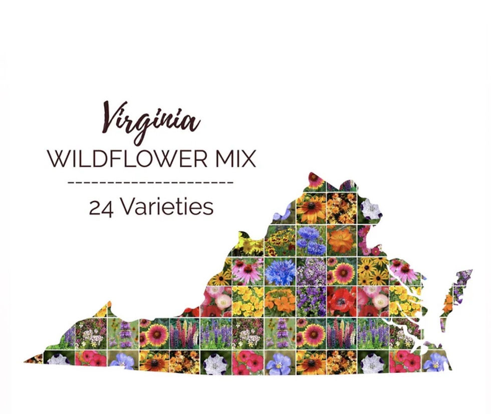 🌸 Wildflower Season in Virginia: Where Spring Shows Off