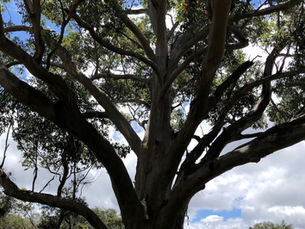 The Tree as a Socially Responsible Organisation