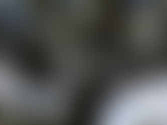 The Tree as a Socially Responsible Organisation