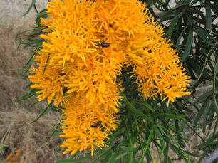Nuytsia floribunda: The Christmas Tree