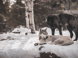 Which Wolf do You Feed?