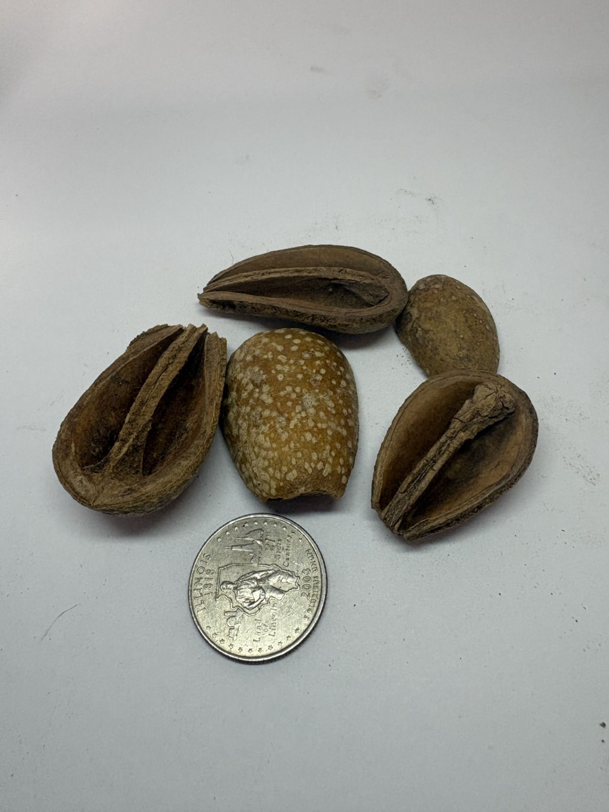 Pear Pods
