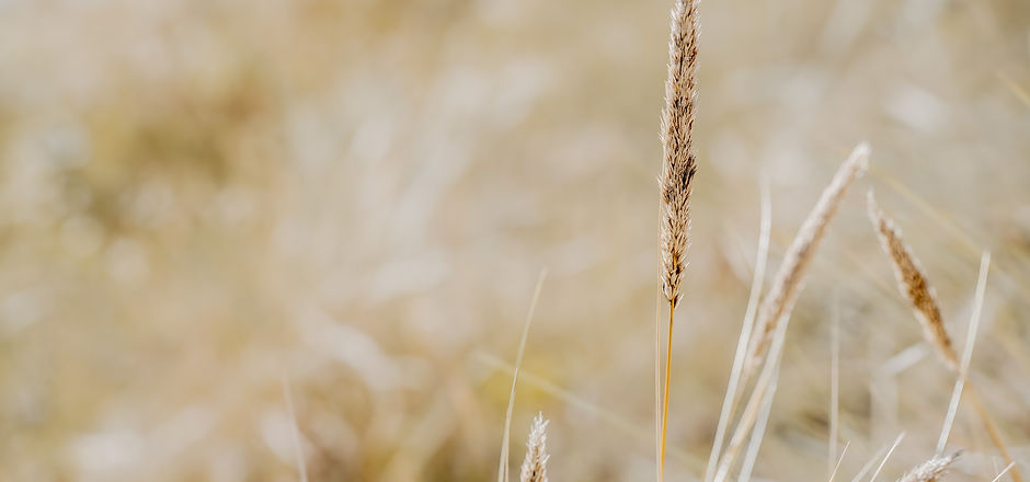 Natur 3.jpg