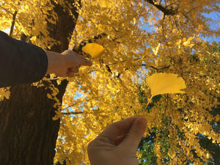 紅葉を観にいこうよう