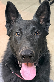 Koda