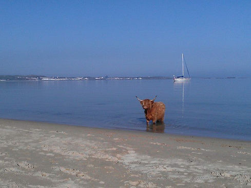 Highland Cow.JPG