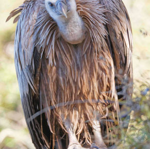 Le vautour de la Dent de Crolles (38)