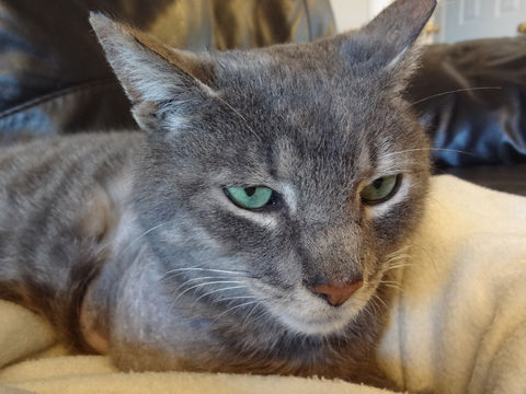 Grey tabby cat relaxing in a chair